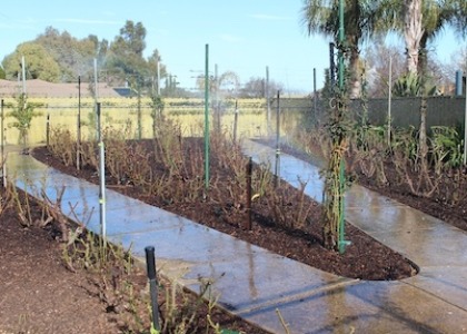 Watering in the Mulch